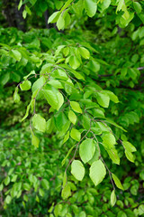 Lush green bright leaves of beech tree in forest.