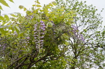 Bright purple flowers of wisteria and green leaves.