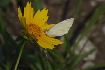 黄色い花とモンシロチョウ