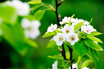 the Chinese  pear flowers in spring
