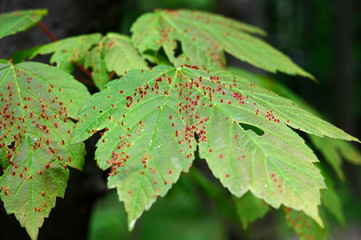 Maple leaf attack - red pistils.