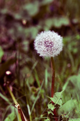 Dandelion with seeds (fluff) in retro style.