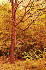 Obraz premium Stem and branches of oak near forest in red color spectrum.