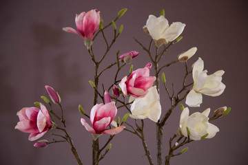 Magnolia pink white flowers purple background close up