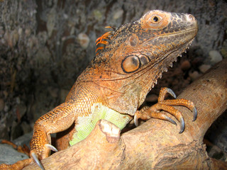 lizard iguana sitting on a branch in a terrarium