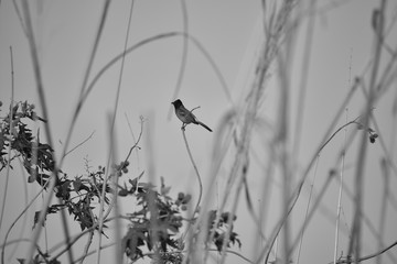 bird on a branch