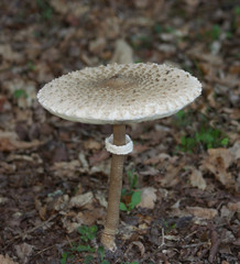 Shaggy Parasol