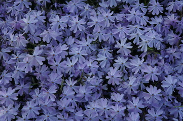 flowers of moss phlox purple
