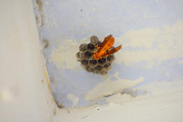 wasp in the nest