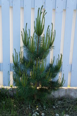 young pine tree against the background of a white fence