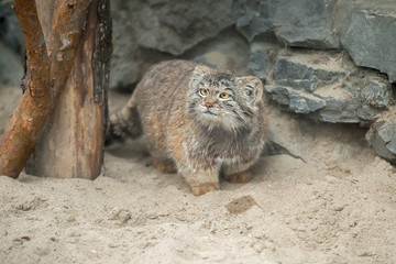 Pallas's cat (Otocolobus manul), also known as the manul