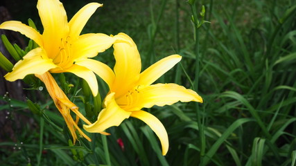 Day Lily is a biennial plant that belongs to the same family.