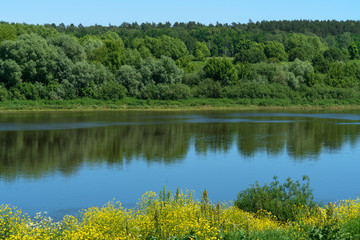 Fototapeta premium Цветение сурепки на берегу реки Оки. Таруса.