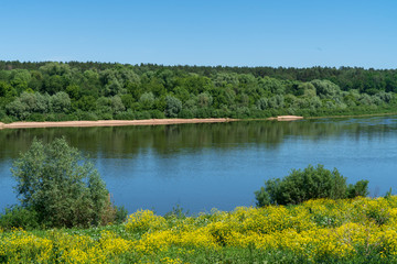 Цветение сурепки на берегу реки Оки. Таруса.