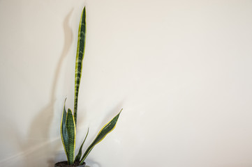 Tropical sanseieria trifasciata or snake plant indoor pot with white wall background.