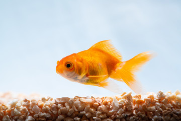 Gold fish or goldfish floating swimming underwater in fresh aquarium tank.