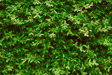 Obraz premium Green leaves wall background, plant on the wall