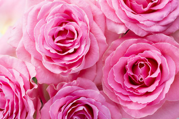 Floral background of pink Roses. Flat lay.