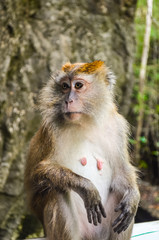 Monkey portrait