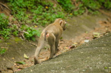Wild monkey