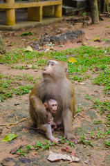 Monkey with baby