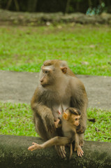 Monkey with baby