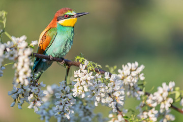 bee-eater in the morning sits among the flowers of acacia