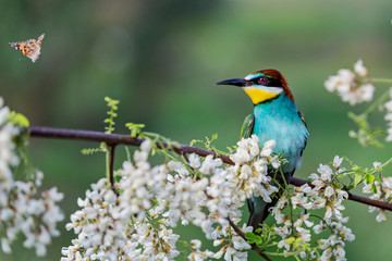 bee-eater looks at a butterfly flying past