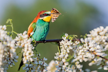 bee-eater with butterfly in its beak among acacia flowers