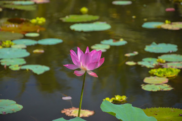 Crazy colors of tropical flowers