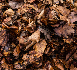 Pile of leaves