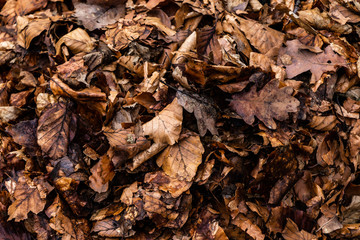 Pile of leaves