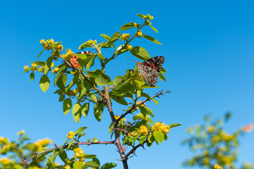 Fototapeta premium Painted Lady butterfly on a tree branch