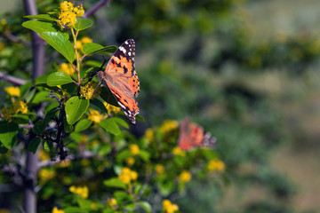 Painted Lady butterfly  on a tree branch