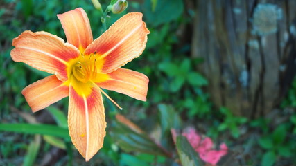 Day Lily is a biennial plant that belongs to the same family.