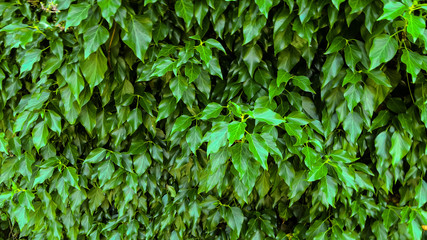 Fototapeta na wymiar wall of bright green ivy (Hedera colchica Arborescens)