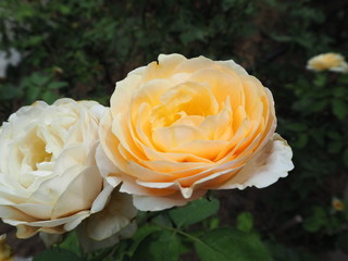  Rose blooming