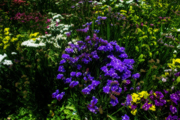 Flowers and the Colors of Nature