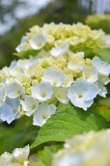 Light blue hydrangea(13-1 )