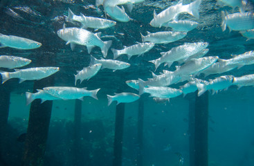 Fototapeta premium sea fish near coral, underwater