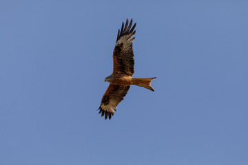 The eagle's fly