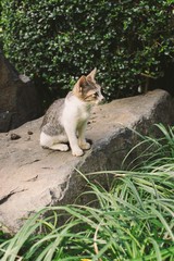 Cute kitty sitting on a rock