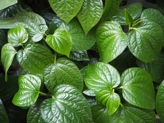  betel leaf