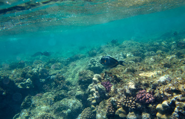 sea fish near coral, underwater