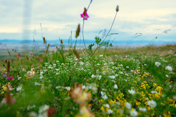Spanish landscape with fields, sky and mountains, Navarra, Spain with flowers in the foreground....