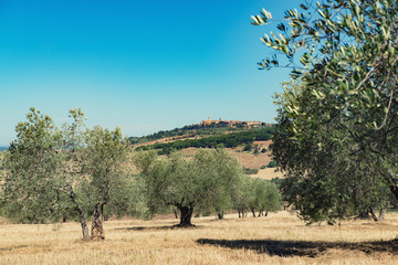 Olive trees. Olive trees garden. Mediterranean olive field ready for harvest. Italian olive's grove...