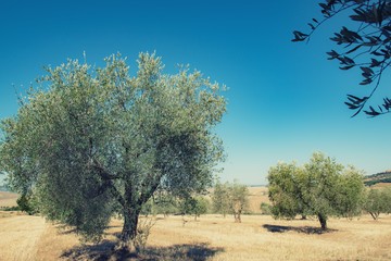 Olive trees. Olive trees garden. Mediterranean olive field ready for harvest. Italian olive's grove...