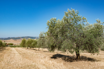 Olive trees. Olive trees garden. Mediterranean olive field ready for harvest. Italian olive's grove with ripe fresh olives. Fresh olives. Olive farm. Image toned.