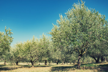 Olive trees. Olive trees garden. Mediterranean olive field ready for harvest. Italian olive's grove with ripe fresh olives. Fresh olives. Olive farm. Image toned.