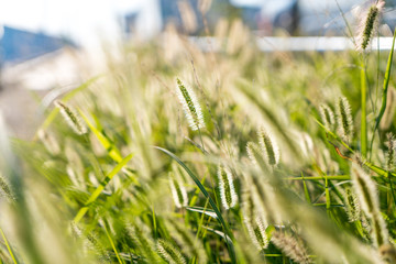 Foxtail and grass in spring